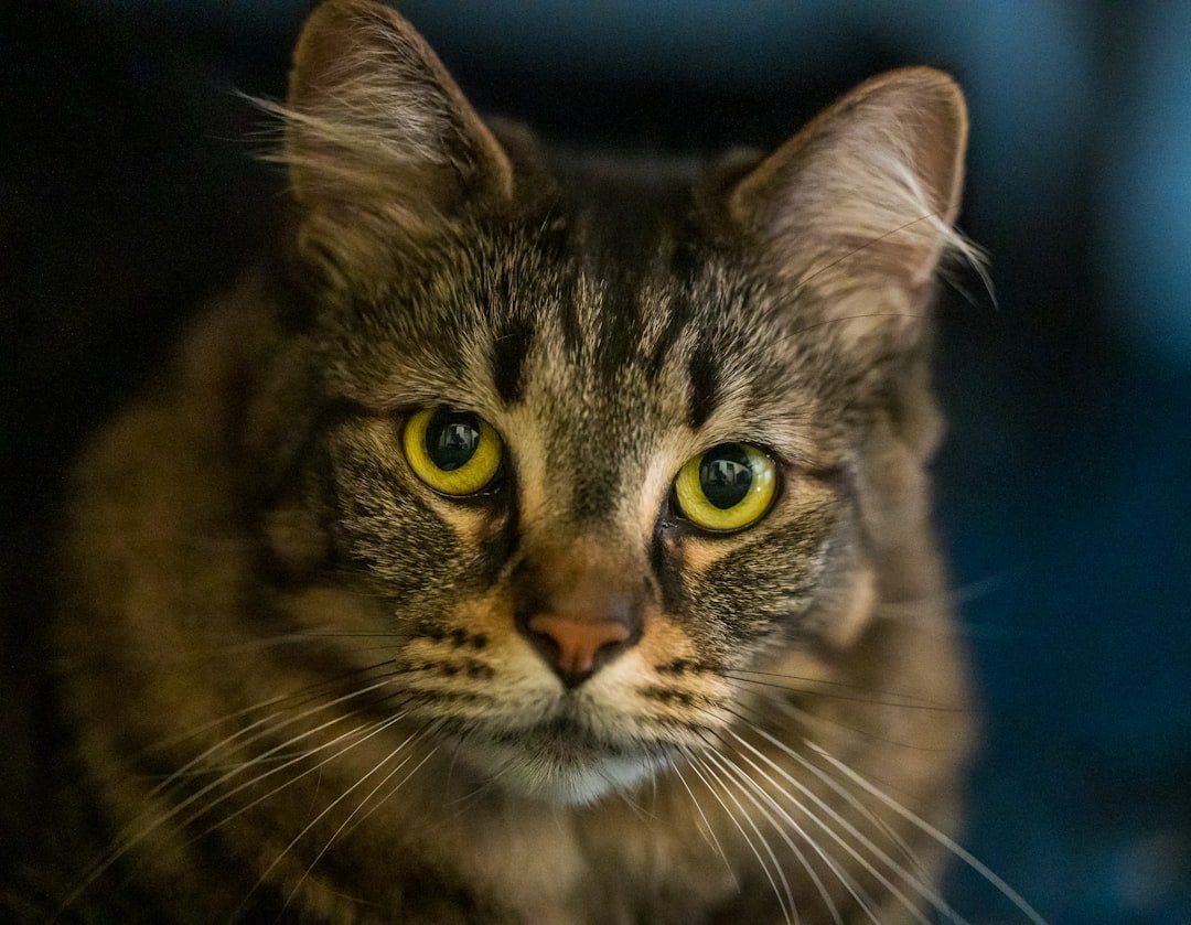 cat eye treatment home