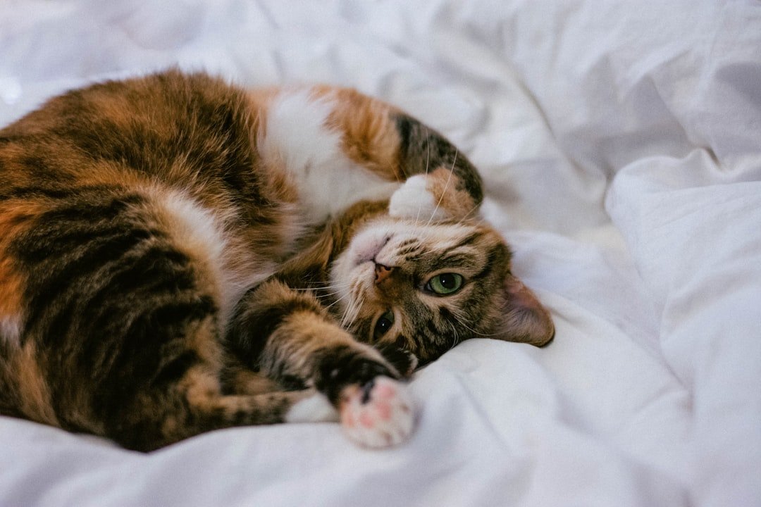 Best flea treatment for sensitive cats: gentle options