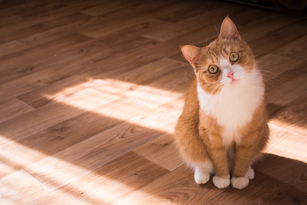 Why Does My Cat Meow When I Leave? 2026 Guide to Separation Anxiety Signs and Help