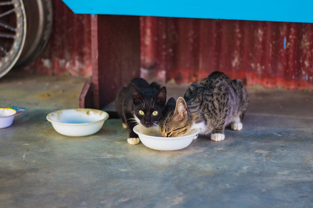nursing cat eating wet food