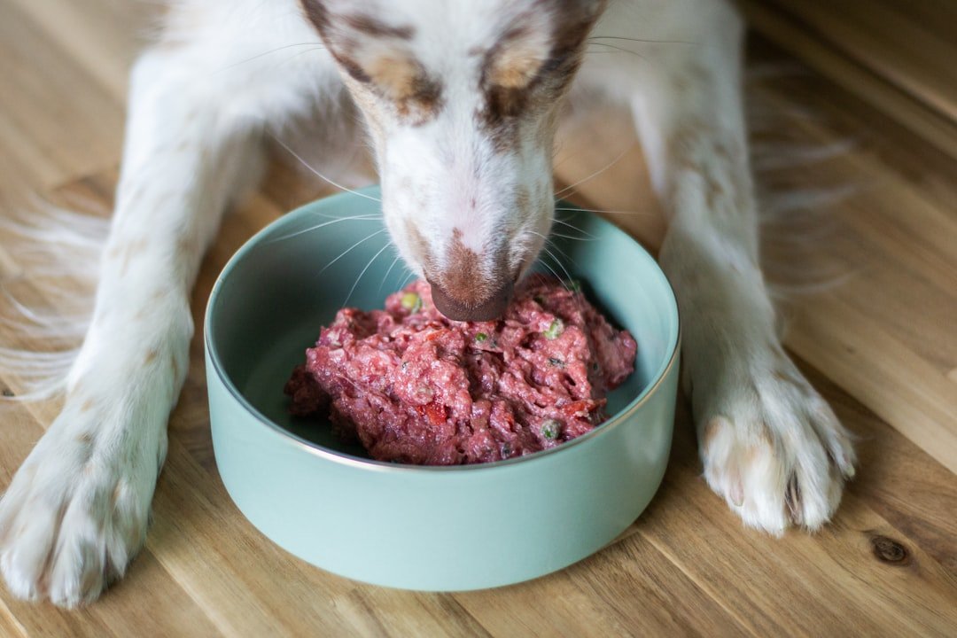 raw meat wet food comparison