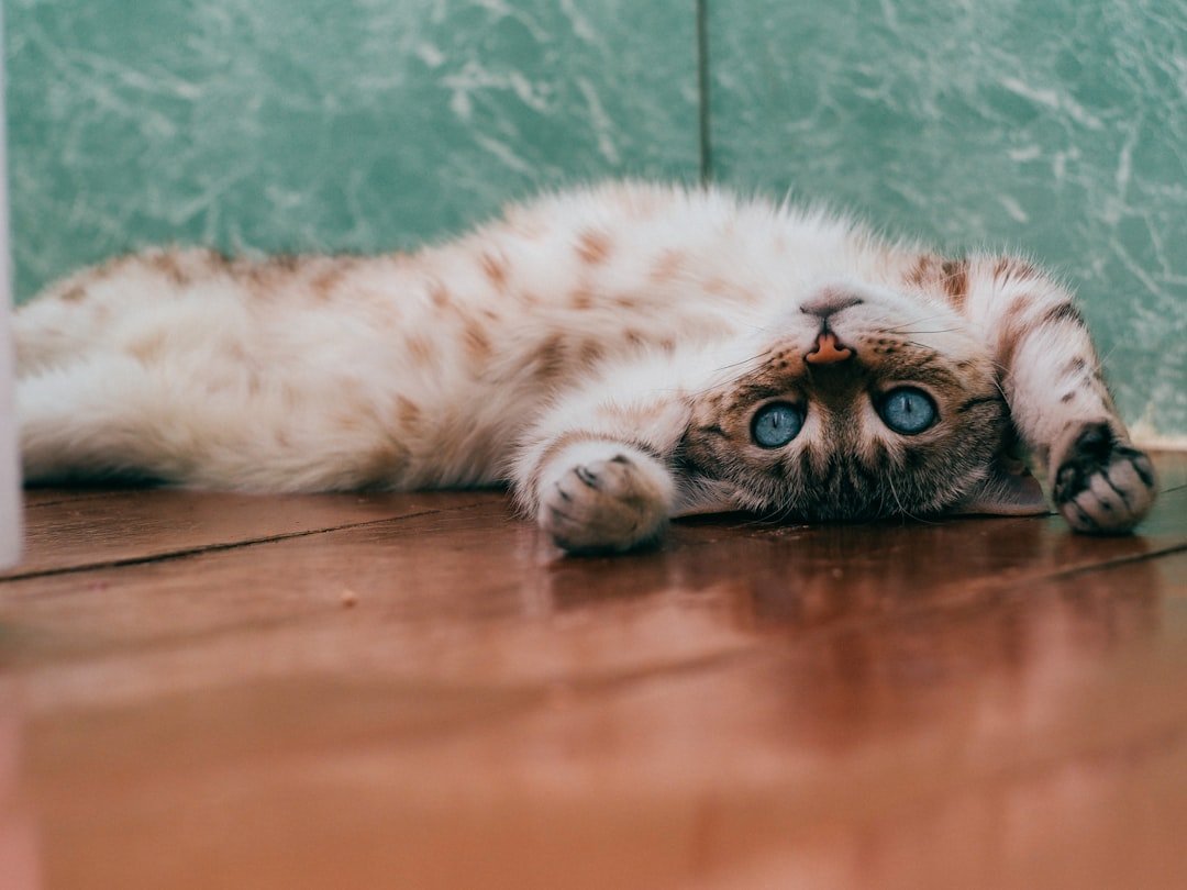 cat pain body language