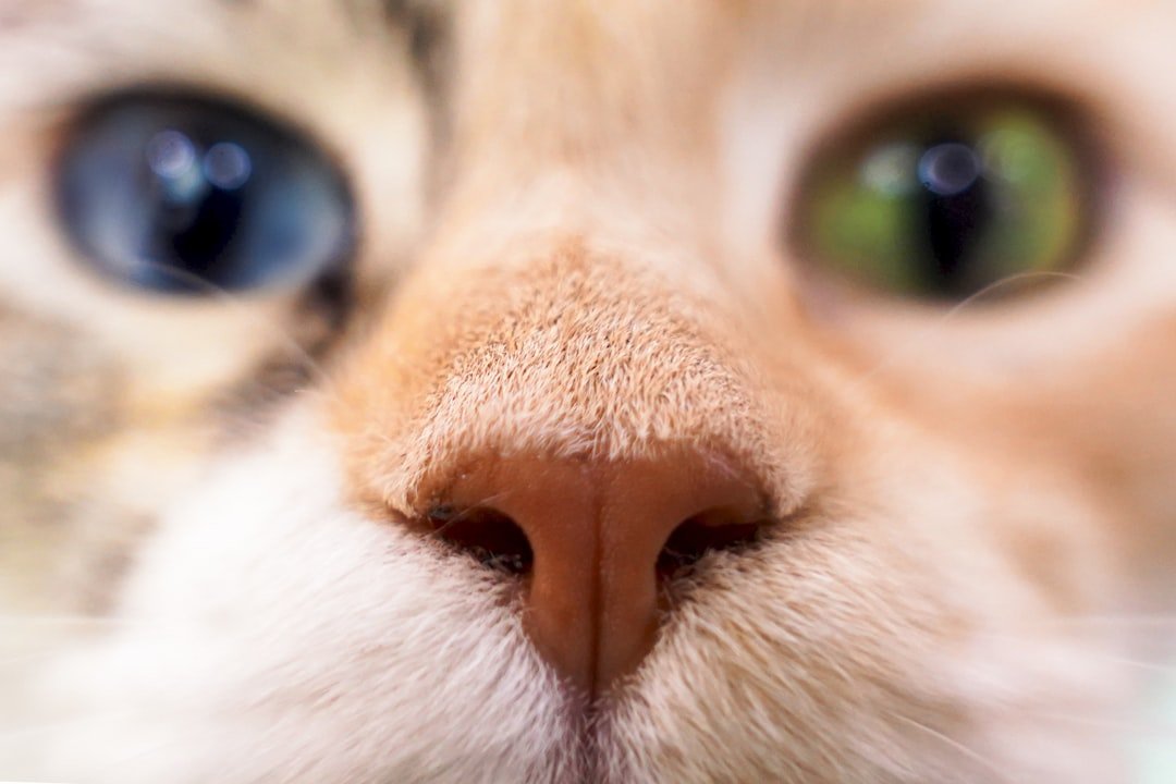 cat face close-up eyes