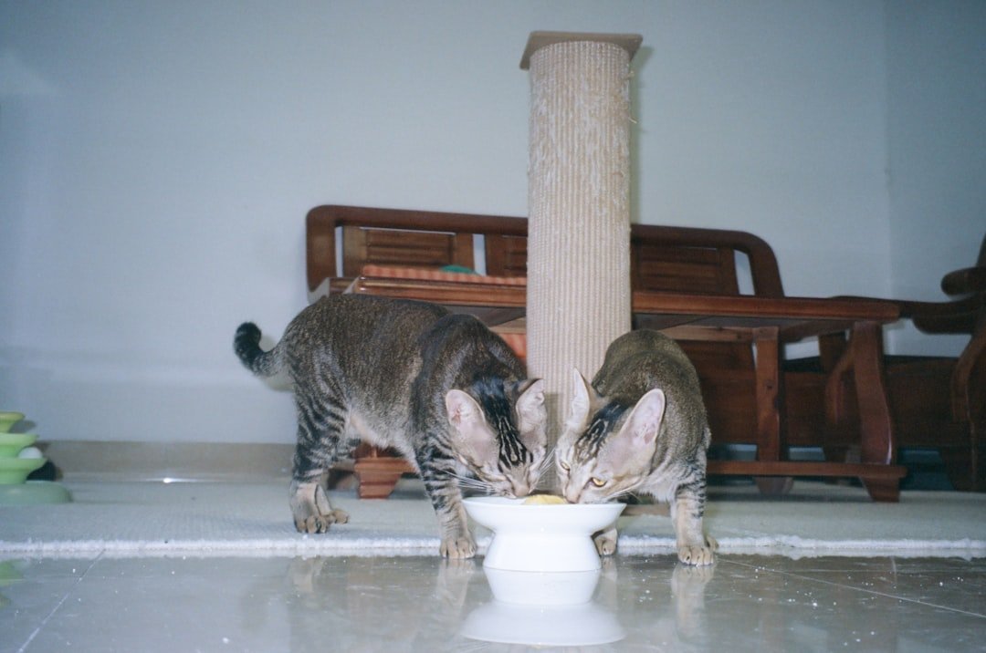 cat eating from bowl fast