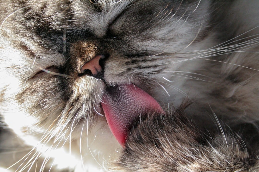 cat licking fur damage