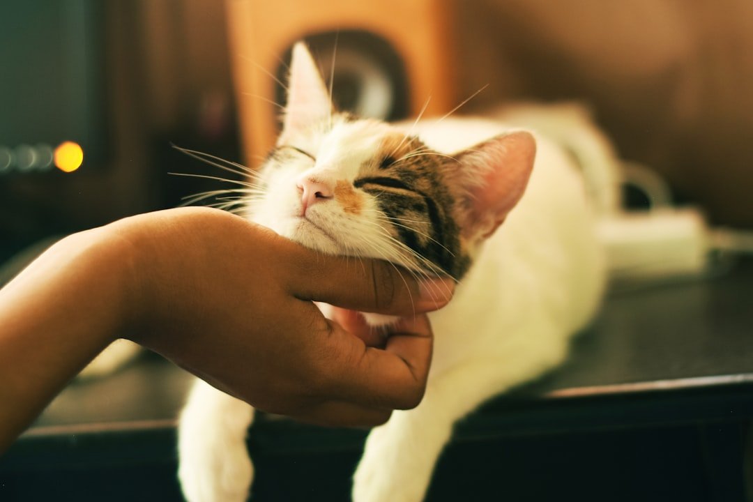 Why does my cat bite during petting?