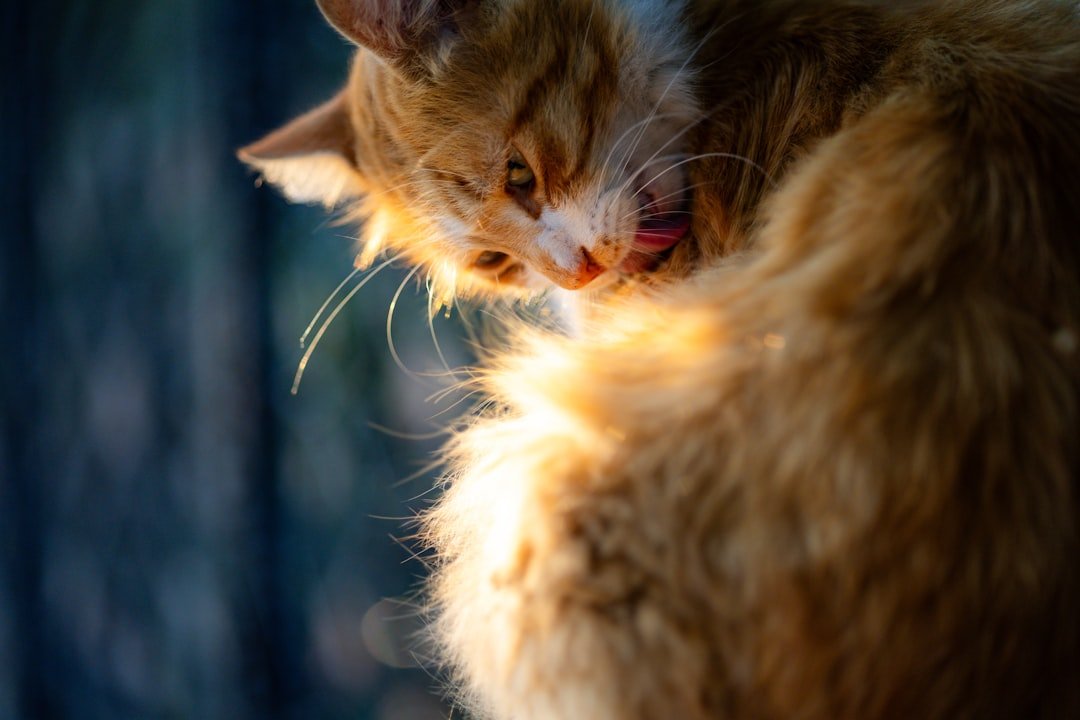 cat grooming brush fur care