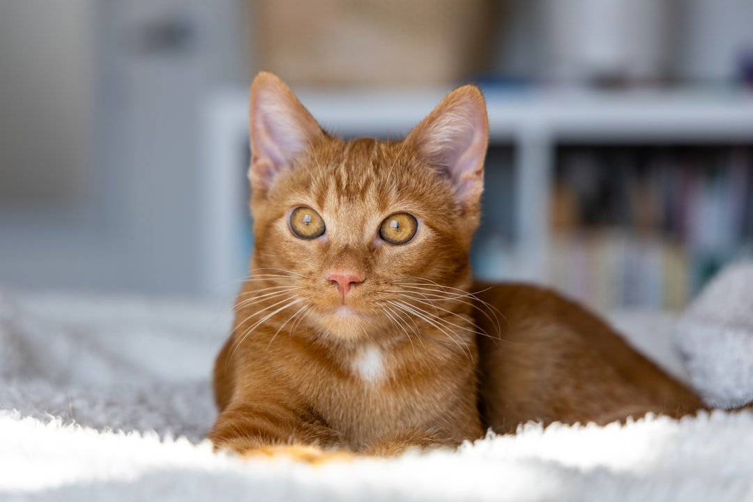cat adoption home setup