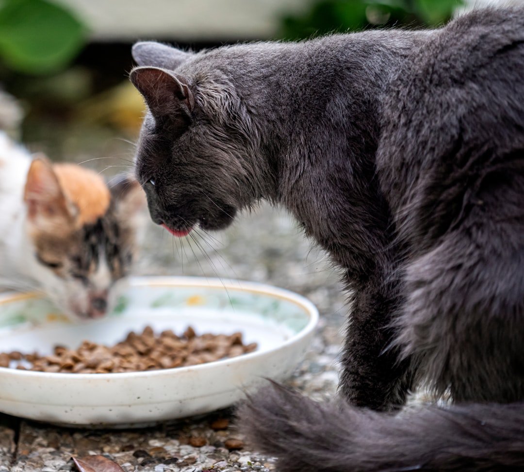 How Much Wet Food Should I Feed My Cat Daily?