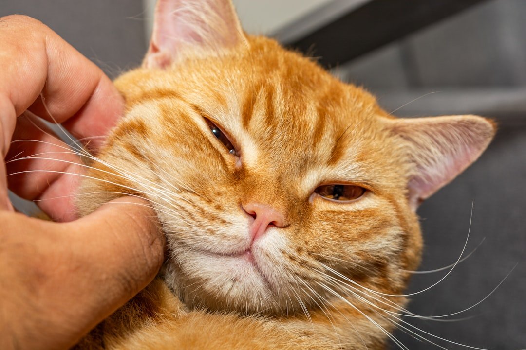 cat being petted