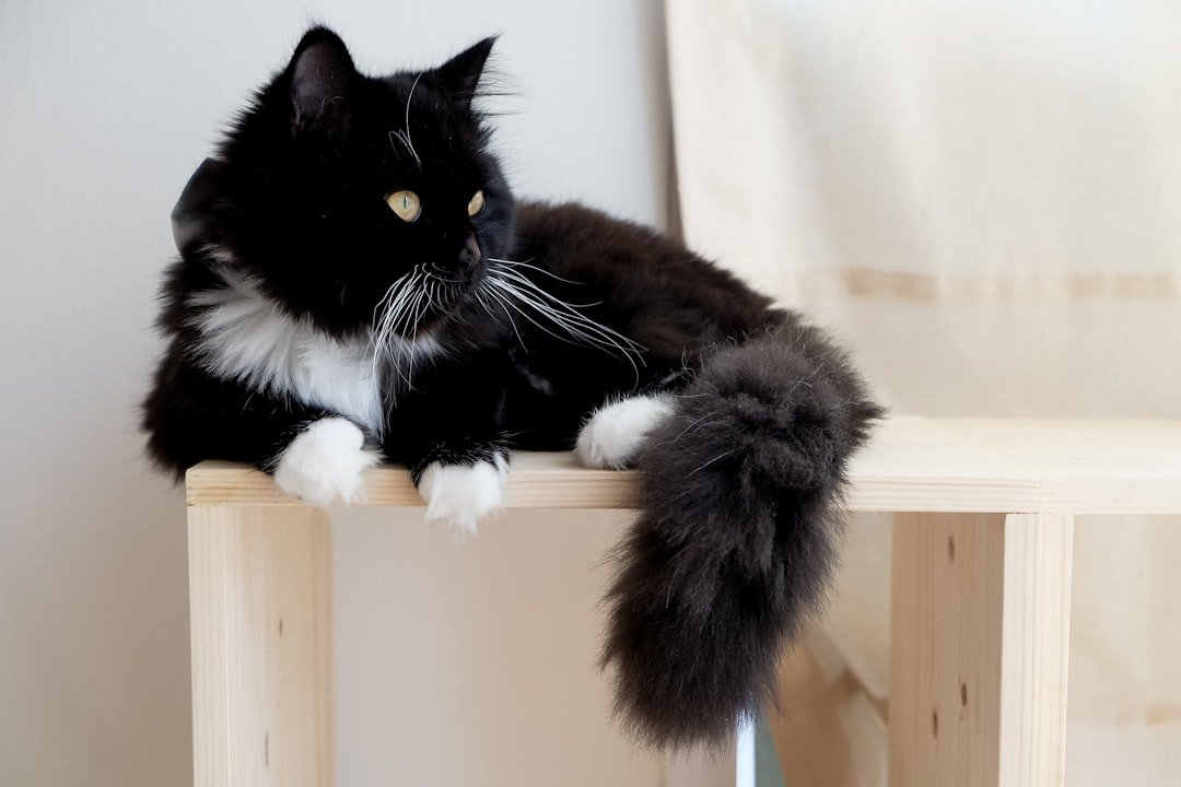 cat climbing furniture wood