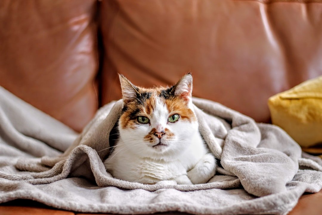 cat kneading blanket behavior
