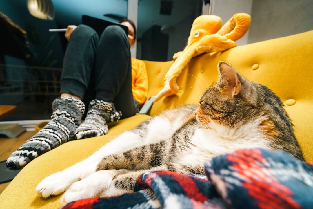 cat relaxing calm environment indoor