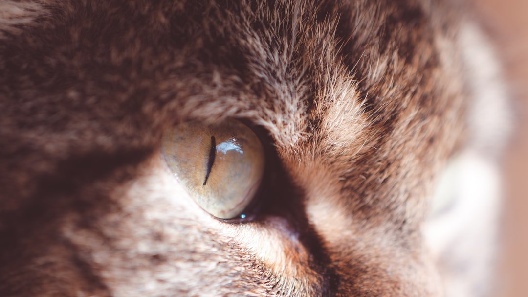 cat eye discharge close-up