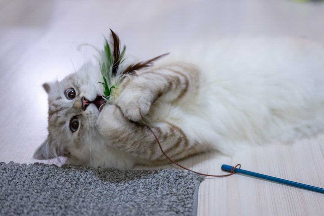 How to Choose the Best Interactive Cat Toy for Bored Cats: Hunting Styles and Mental Stimulation Options