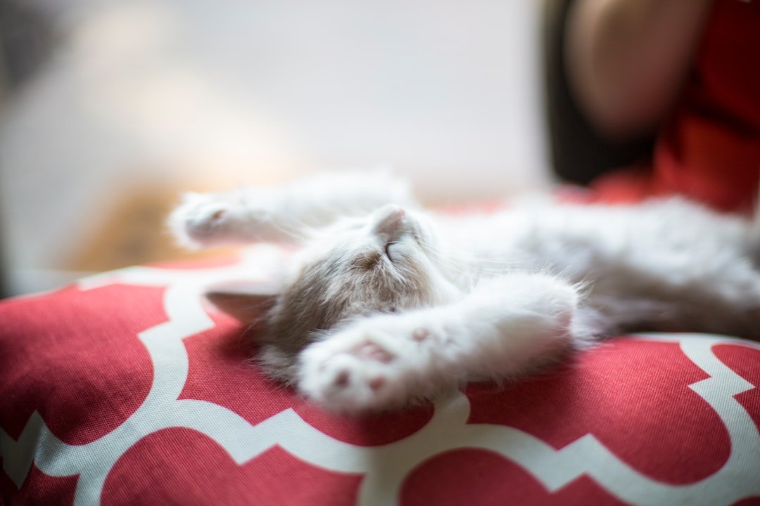 cat recovery rest period