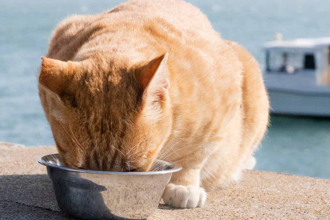 wet cat food bowl