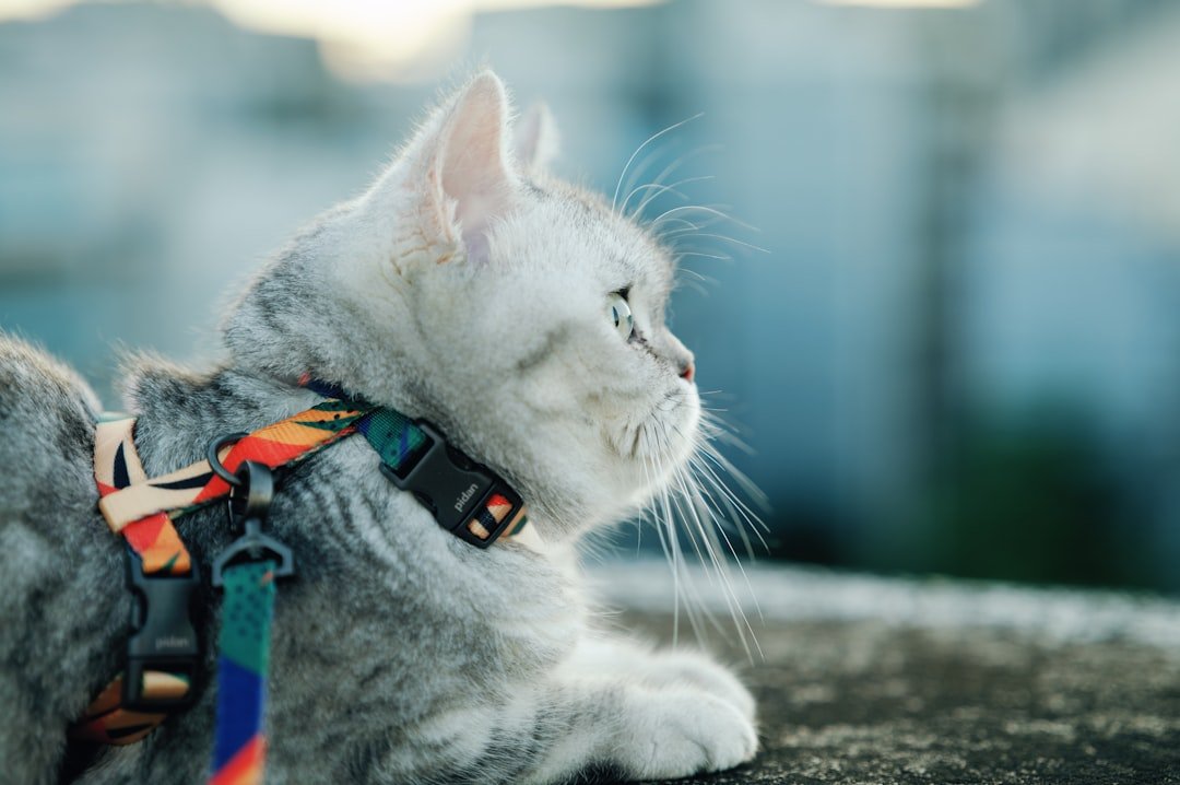 cat harness outdoor walking