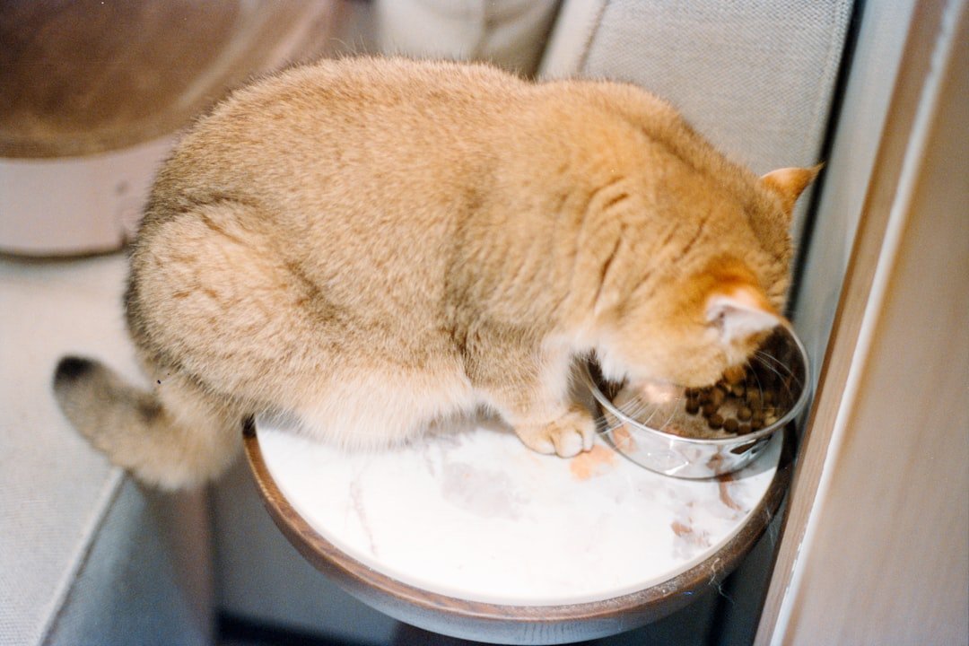 cat food bowl eating