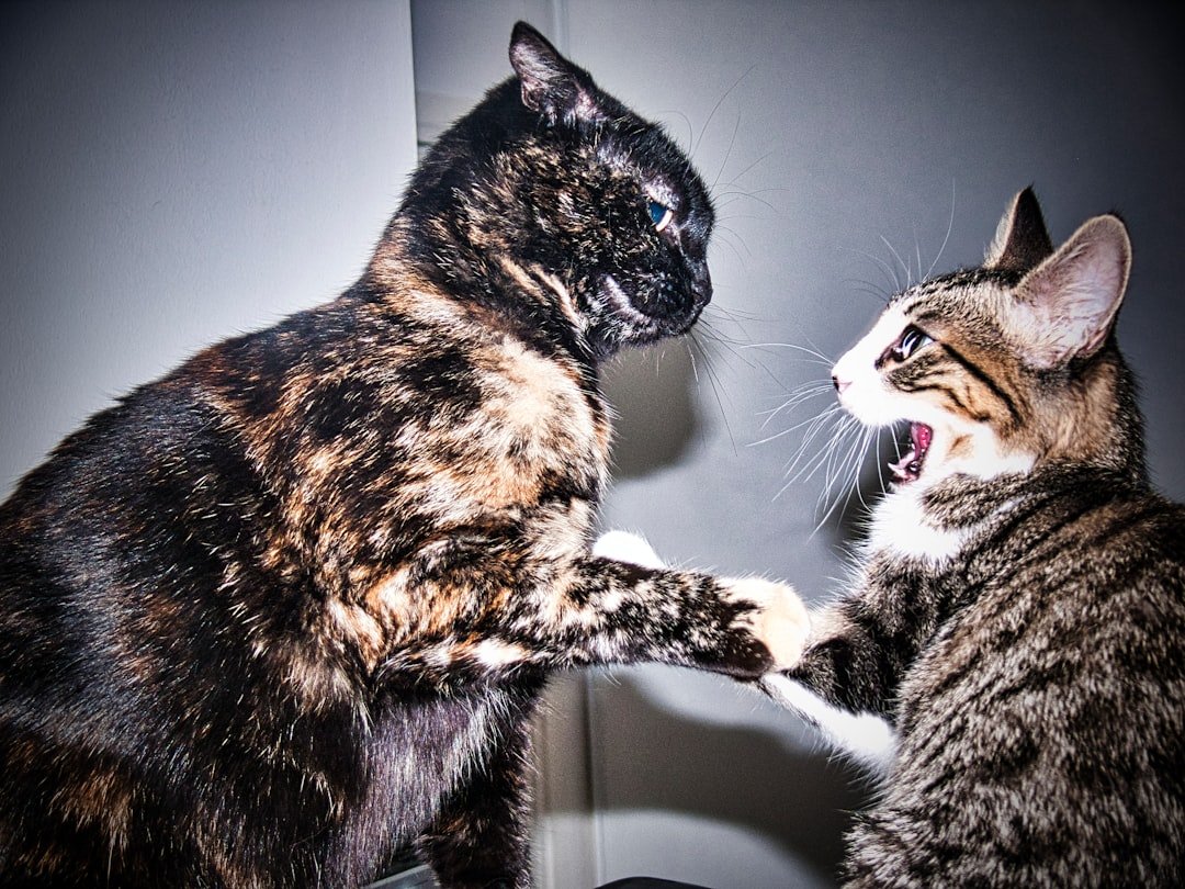 two cats meeting interaction
