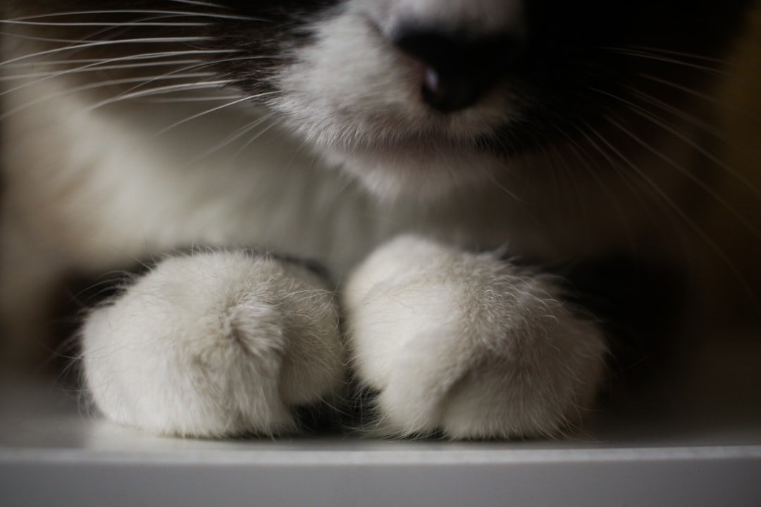 cat nail trimming paws