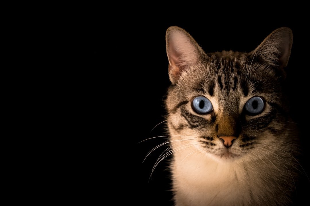 Why do cats slow blink? Cat communication explained