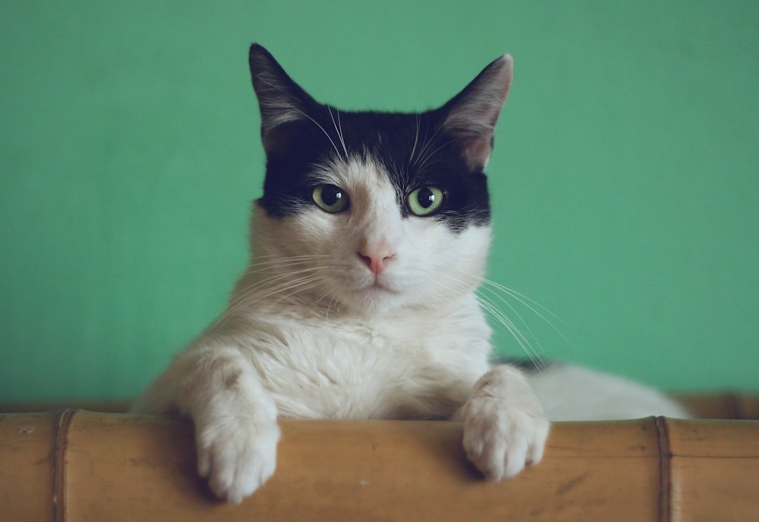 How to socialize a fearful rescue cat