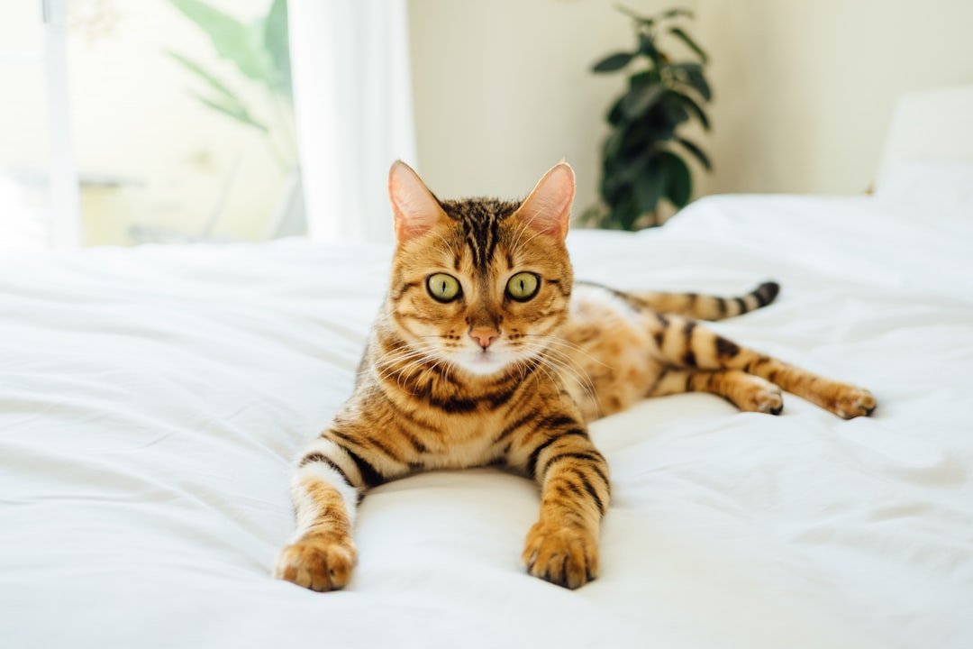 Best cat bed for senior cats: comfort options