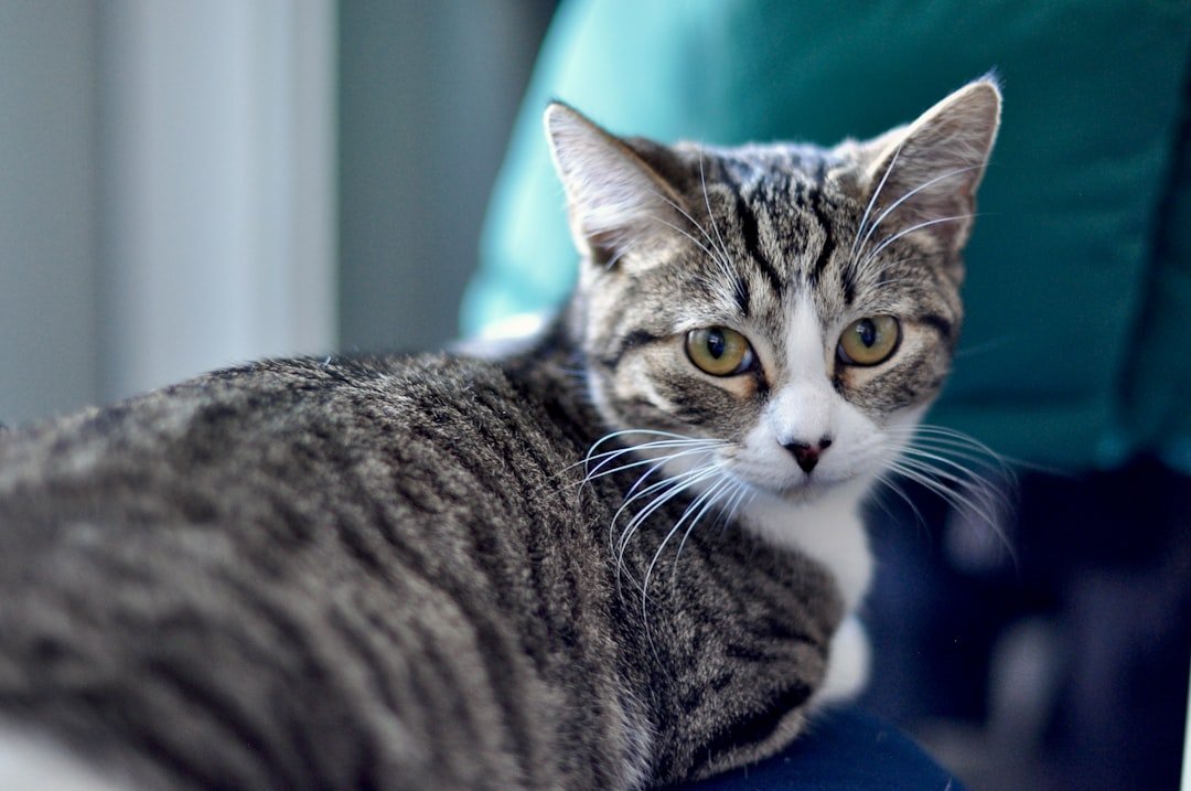 Best cat microchip for indoor cats: what to choose