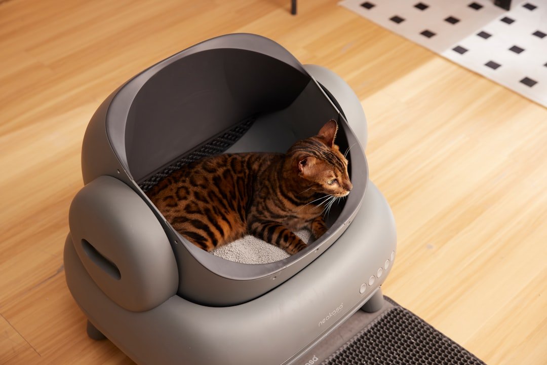 open cat litter box