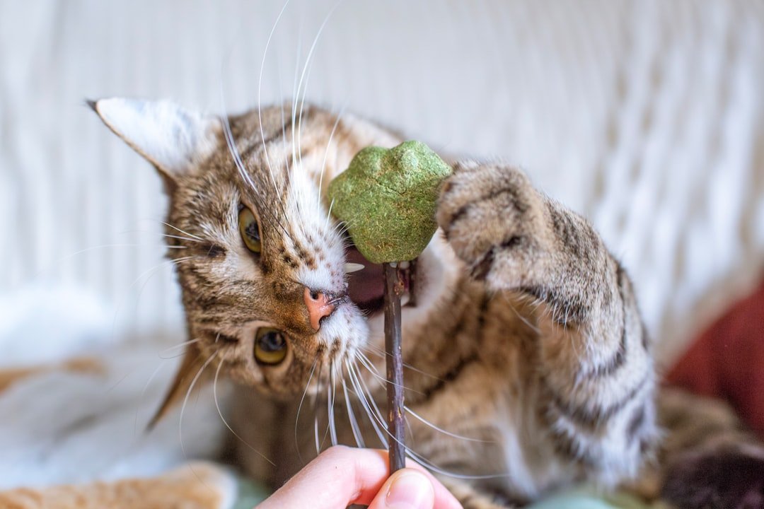 cat toy play indoors