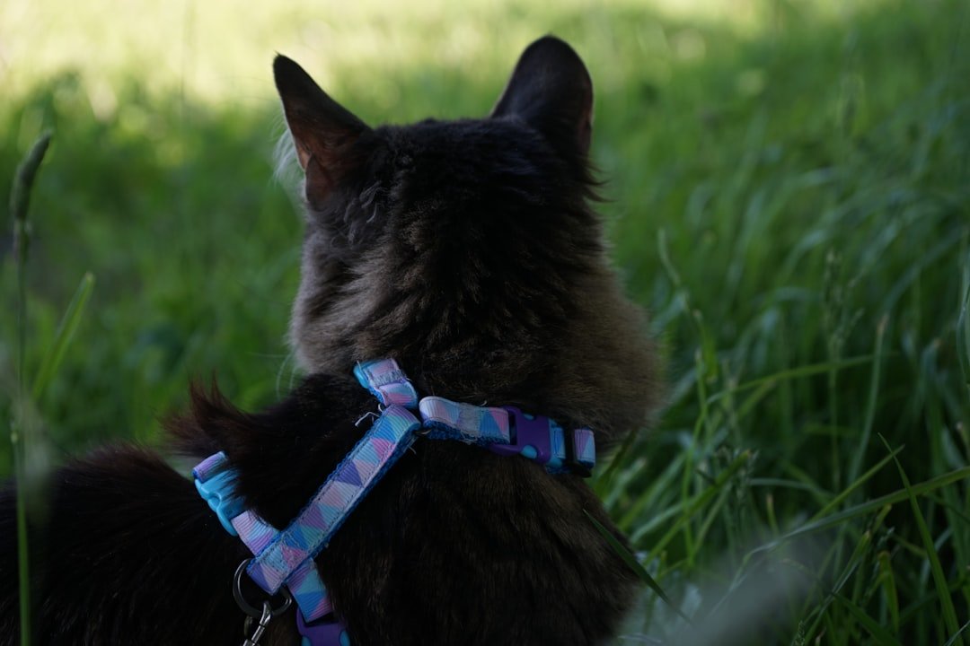 cat outdoor harness leash