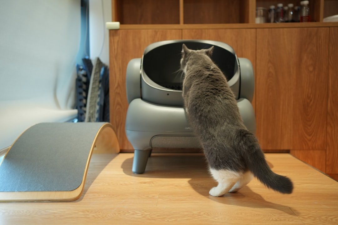 cat litter box problem