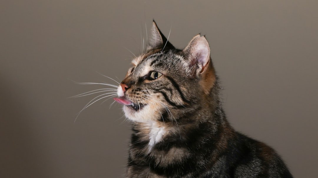 High Protein Cat Food for Indoor Cats: Compare Protein, Calories, and Portions for Muscle Maintenance