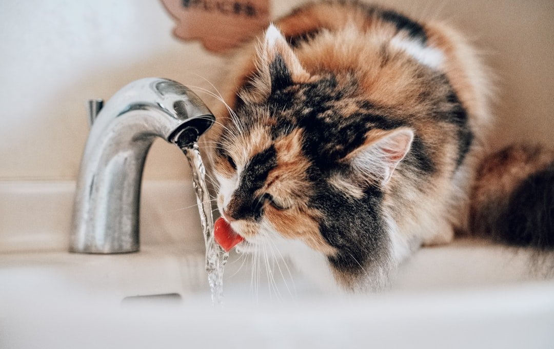 cat drinking water symptoms