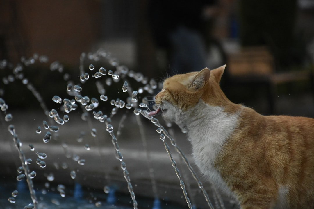 cat water fountain pet