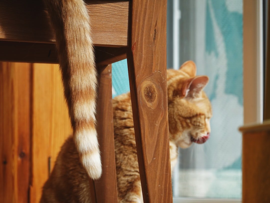cat scratching wooden furniture
