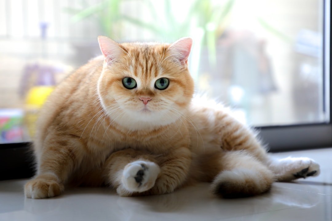 How to help an overweight cat lose weight safely
