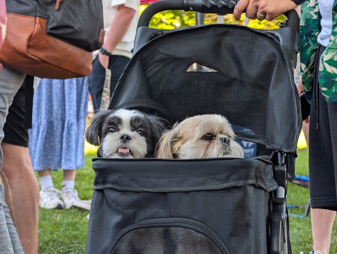 pet stroller transportation travel