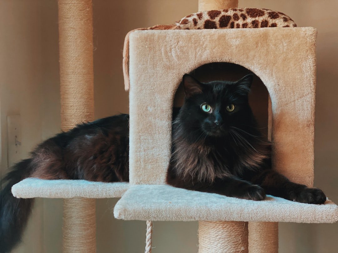 cat tree platform structure