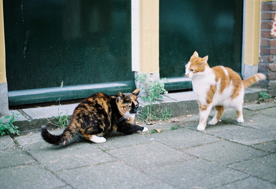 cat marking territory behavior