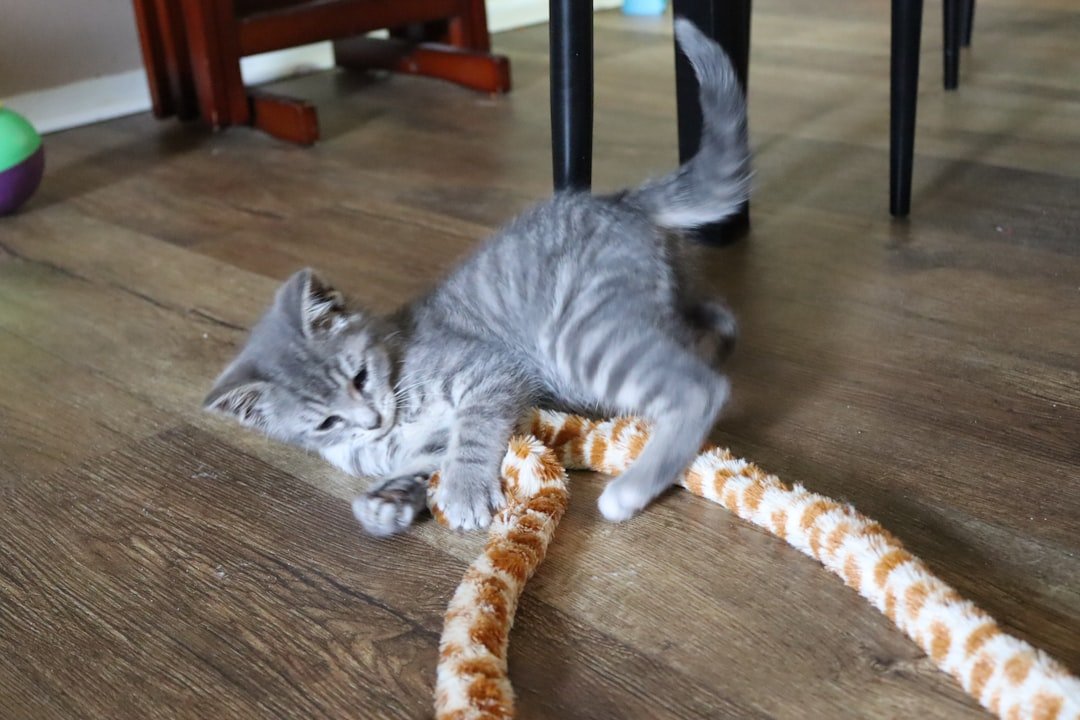 kitten playing toys indoors