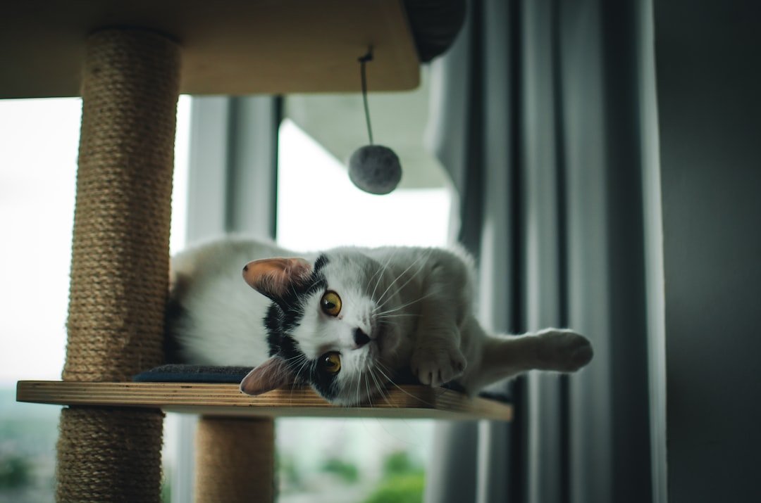 compact cat tree
