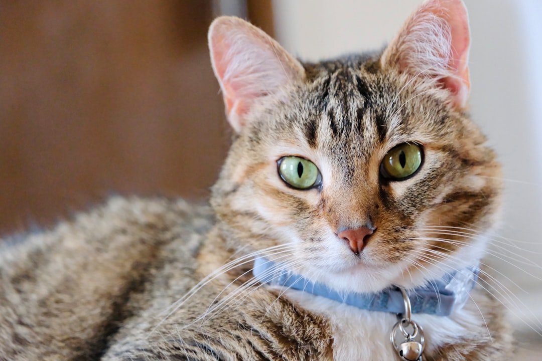 breakaway cat collar safety