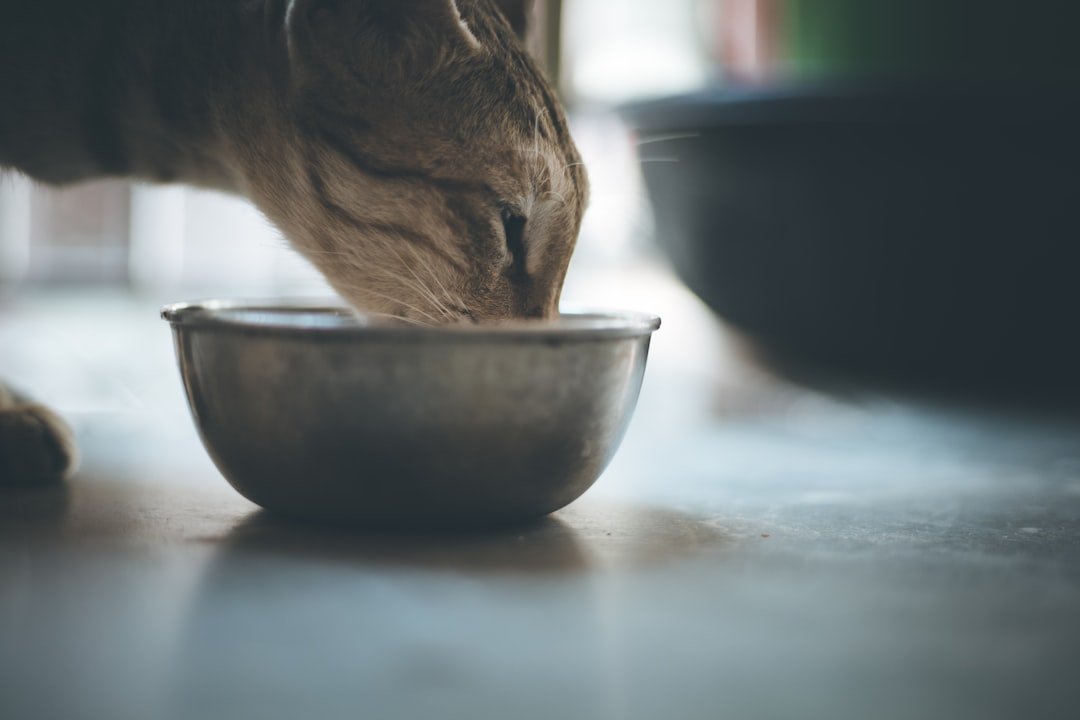 cat drinking milk bowl