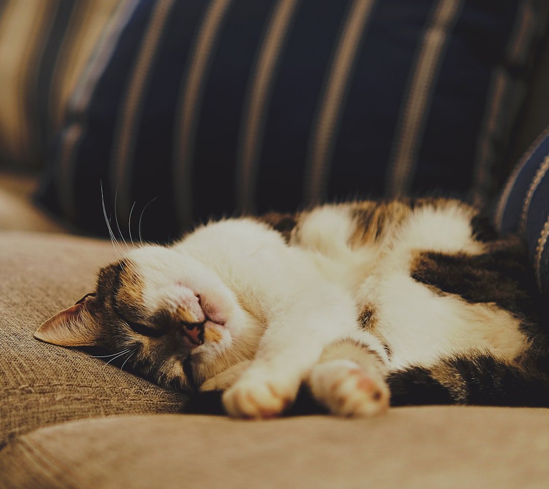 pet hair removal furniture couch