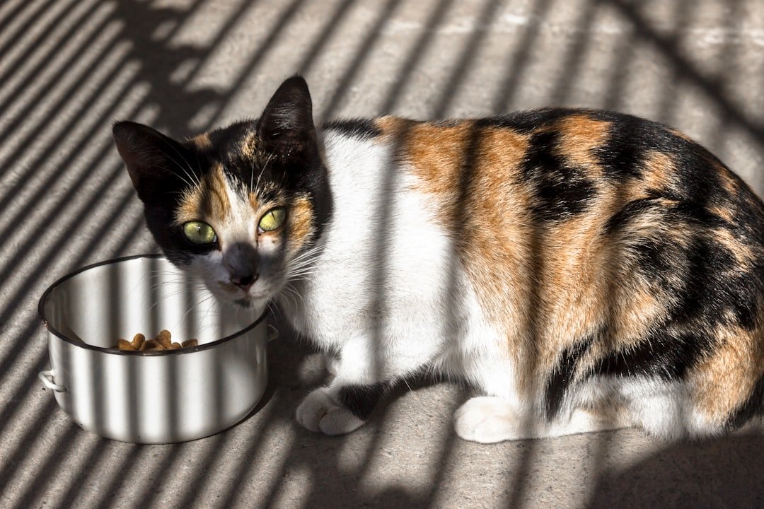 cat food bowl
