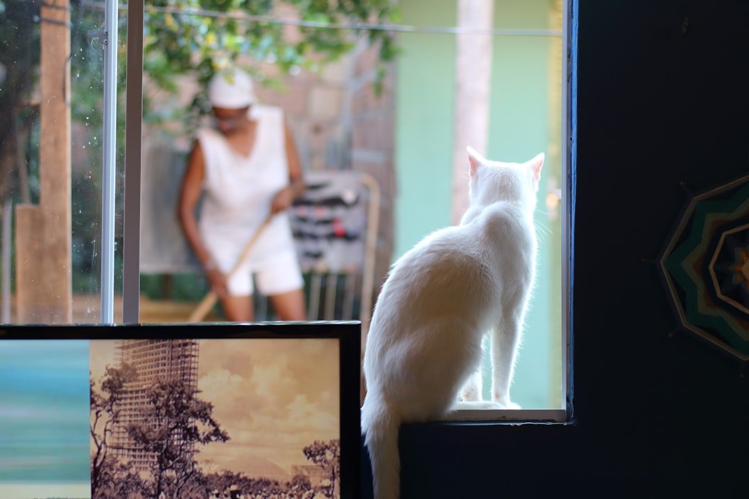 cat watching owner