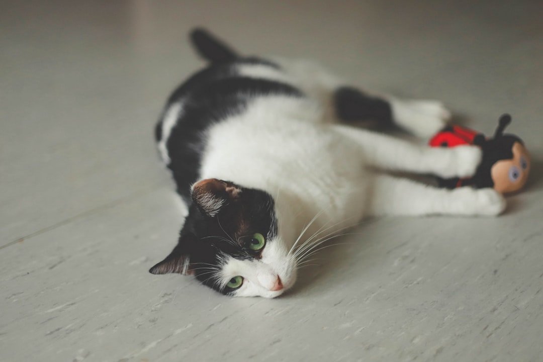 cat with toy mouse