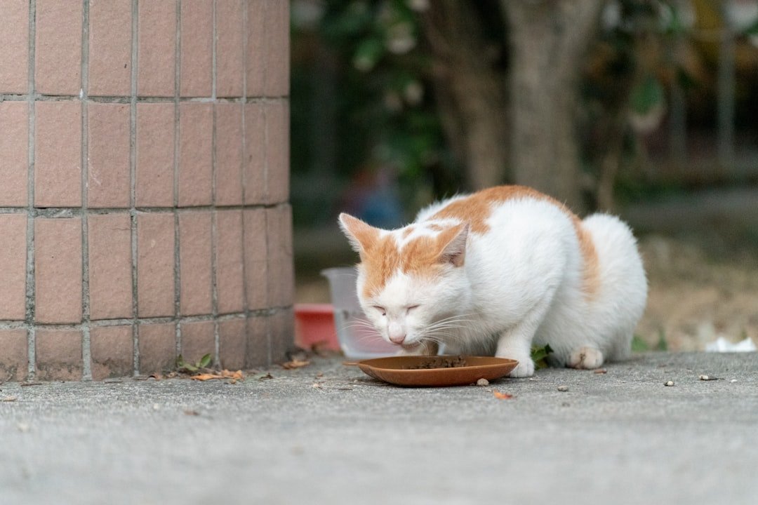 cat eating from bowl fiber diet